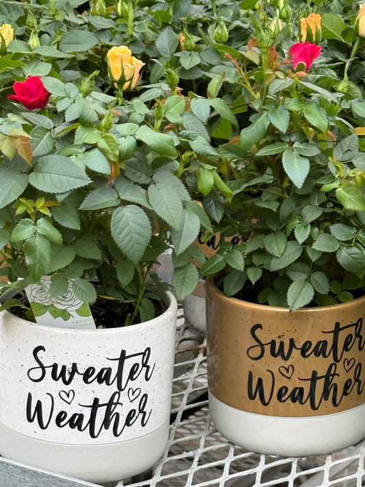 4" Fall Decal Ceramic Pot with Mini Rose