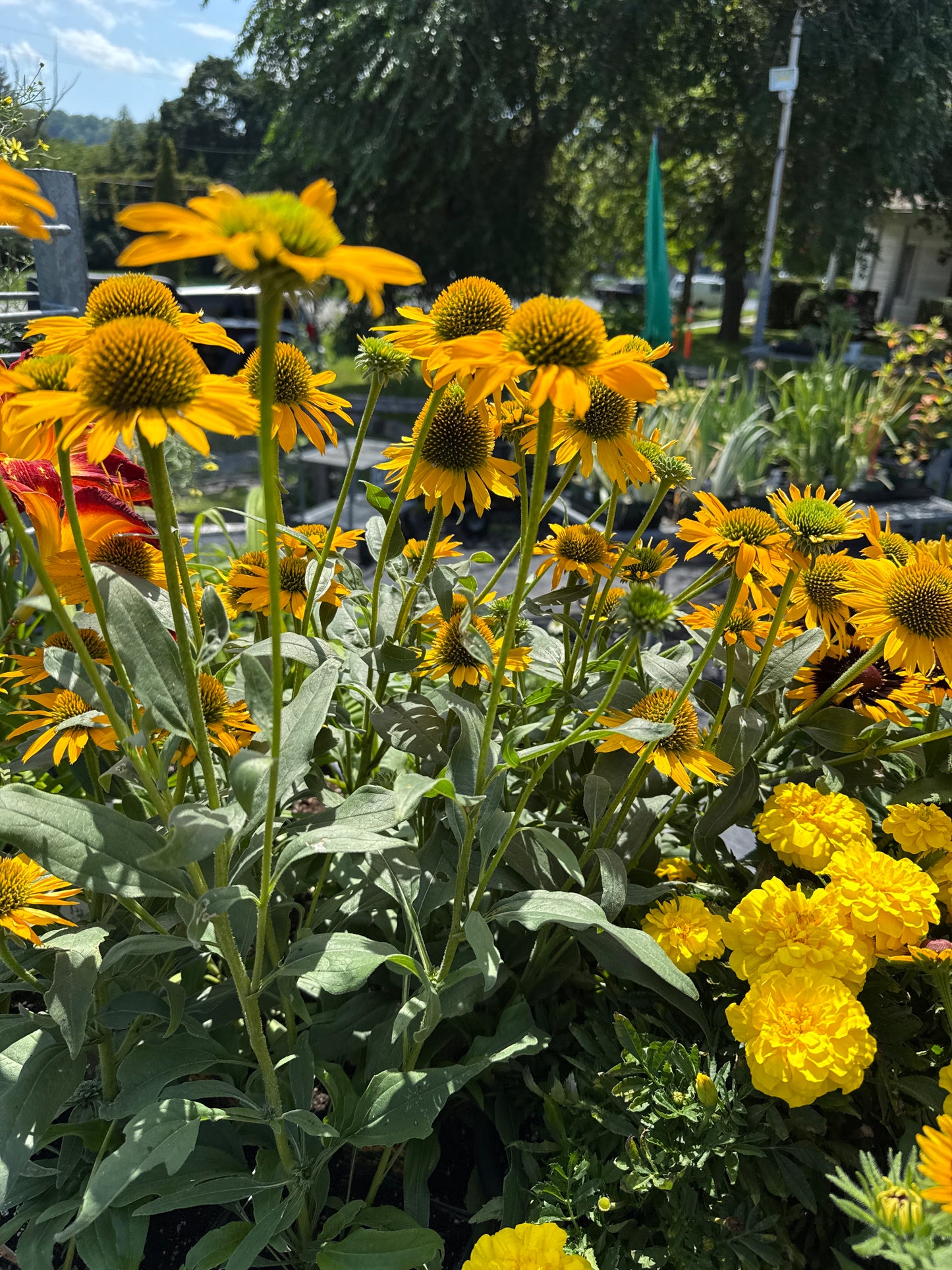 1 gal Echinacea (Coneflower)