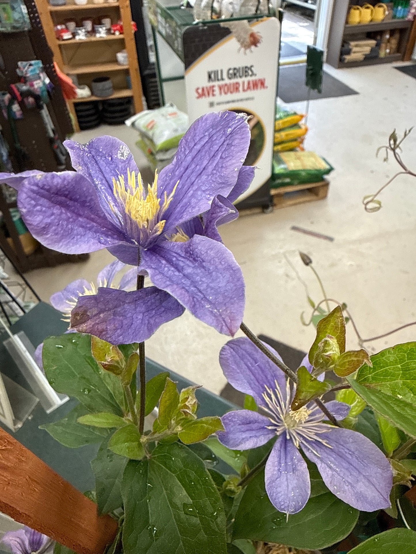 1 Gal Clematis
