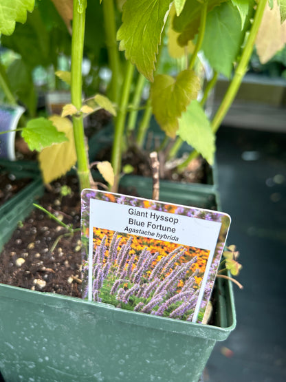 1 Gal Agastache (Hyssop)