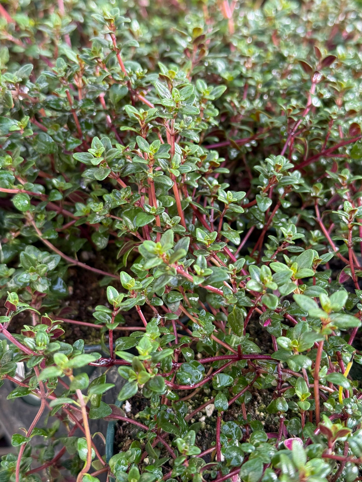 4" Thyme (Herb)