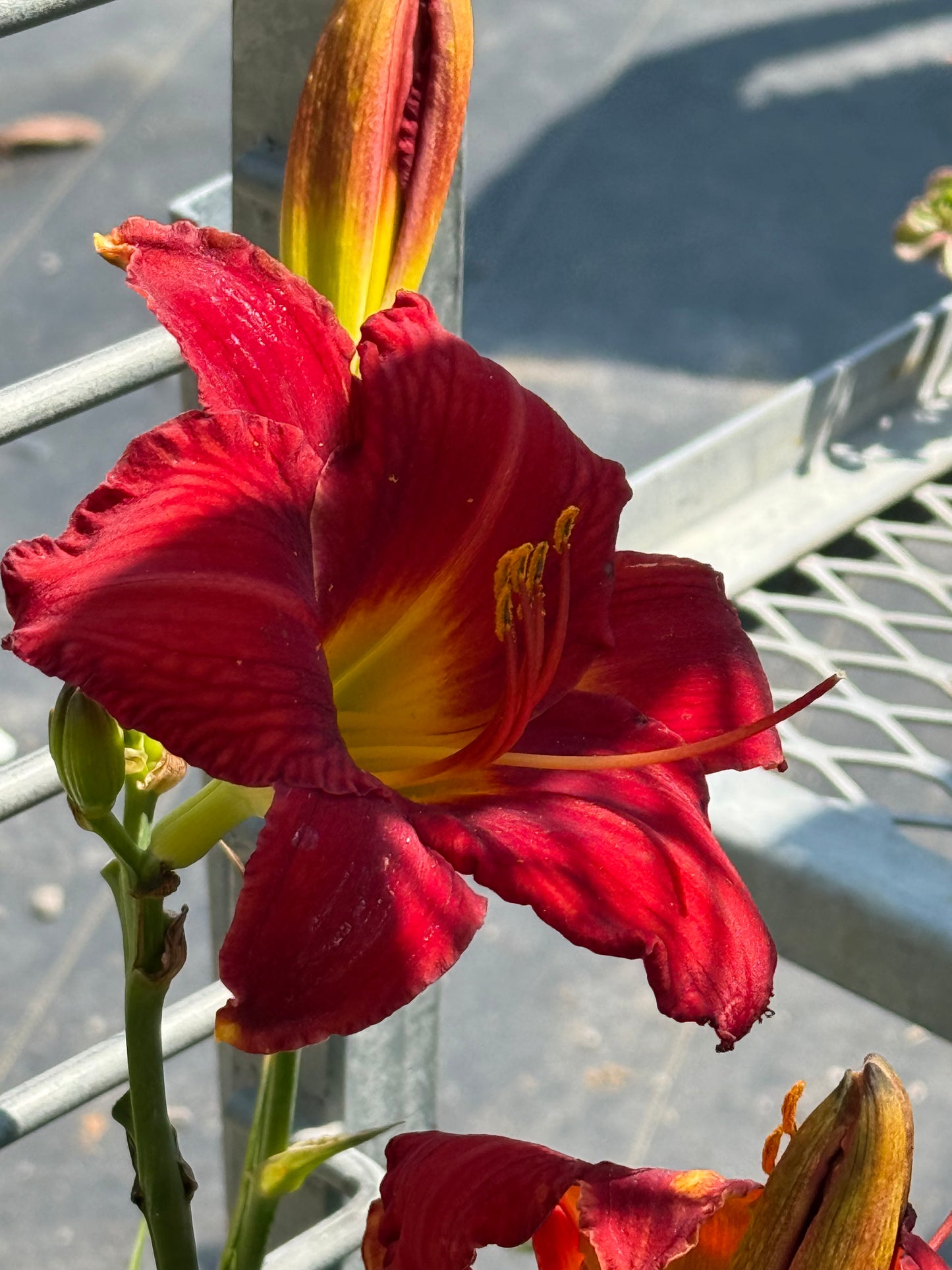 1 Gal Daylily (Hemerocallis)
