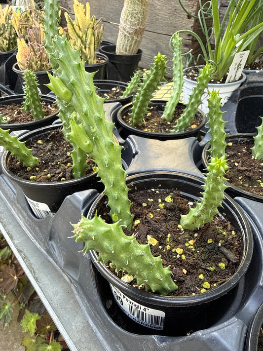Huernia Penzigii