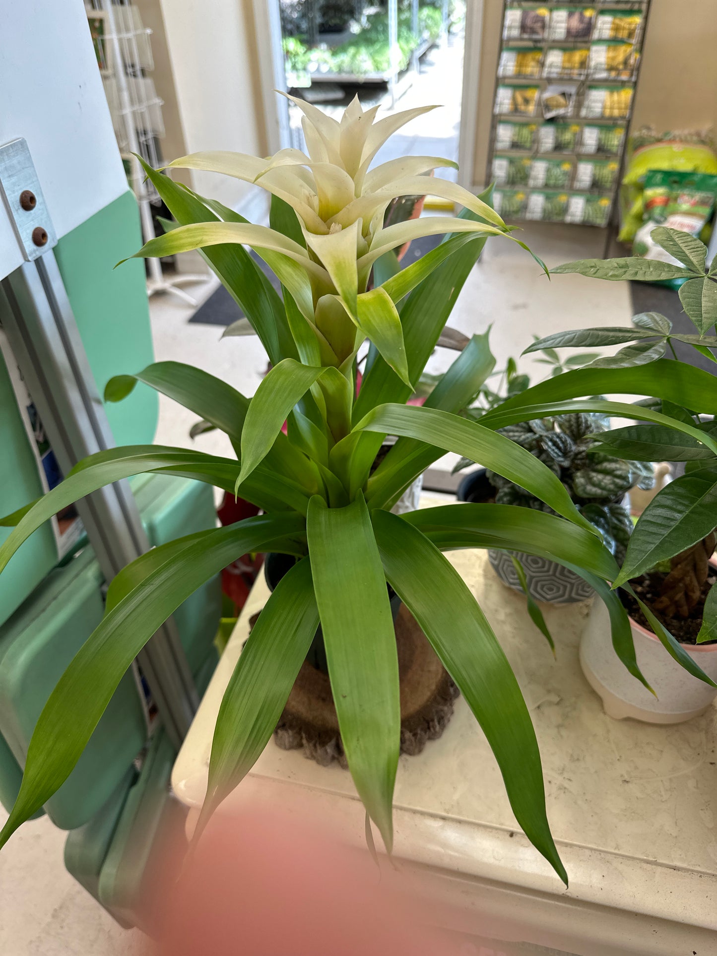 5" Guzmania