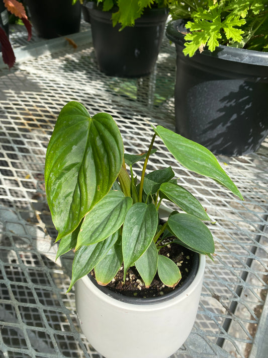 Philodendron Majestic