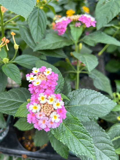 4" Lantana