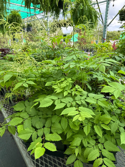 1 Gal Goat's Beard 'Aruncus'