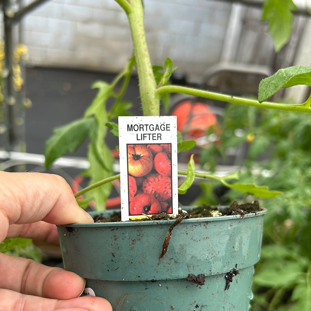 4” Tomato Mortgage Lifter