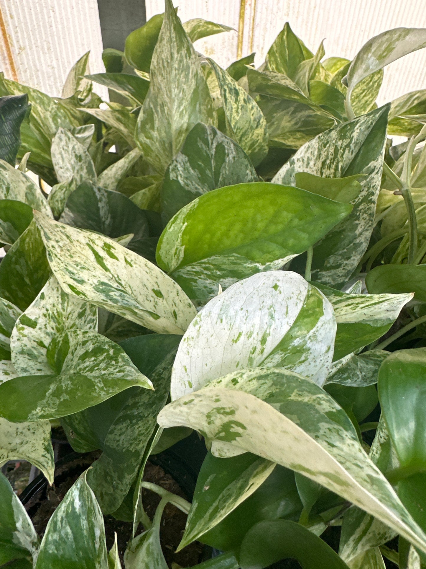 Pothos 'Marble Queen'