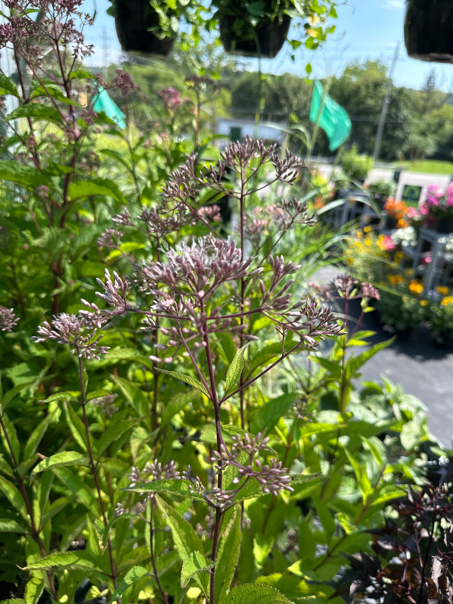 1 Gal Joe-Pye Weed 'Eupatorium Maculatum'