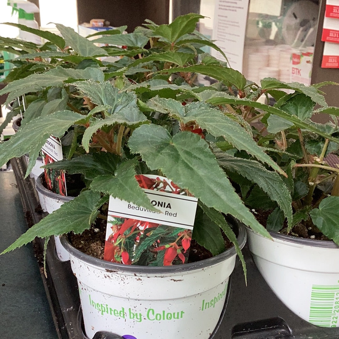 4" Begonia Beauvilla Red