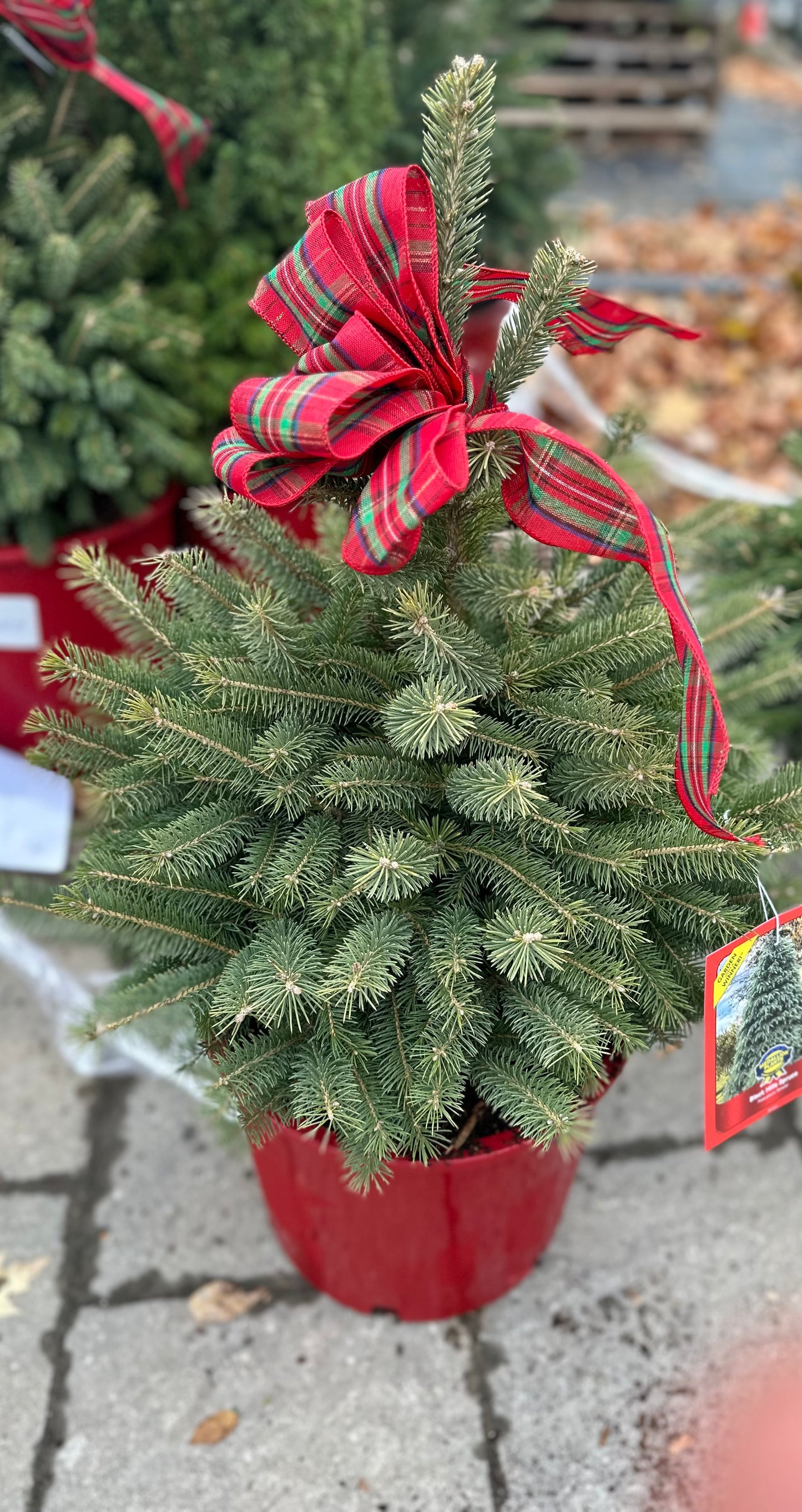 Potted Outdoor Christmas Trees