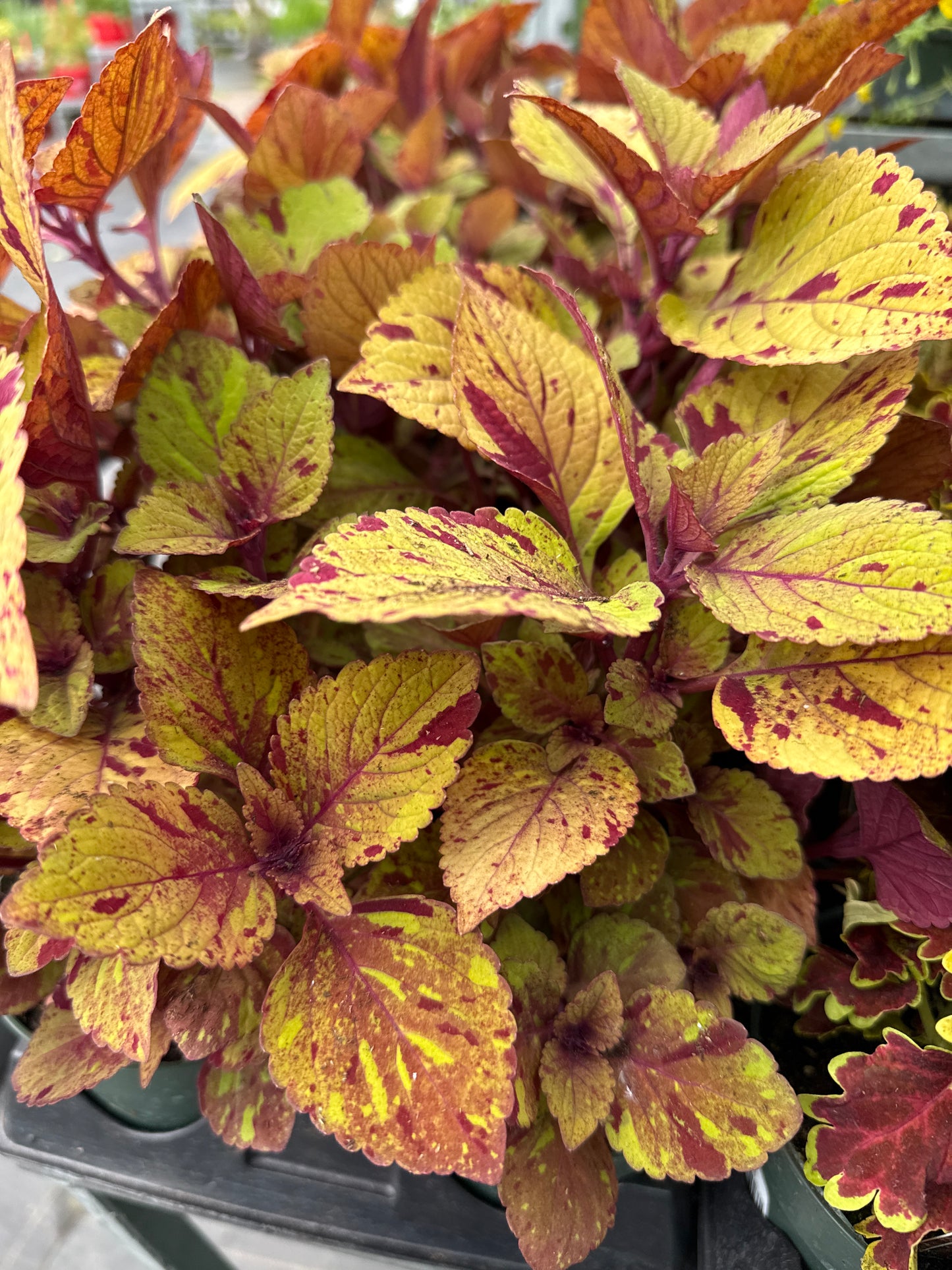 4" Coleus