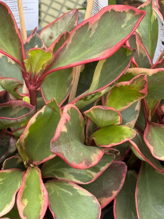 4" Peperomia Clusiifolia (Ginny)