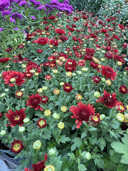 4.5" Mum