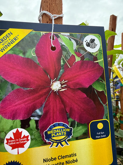 1 Gal Clematis