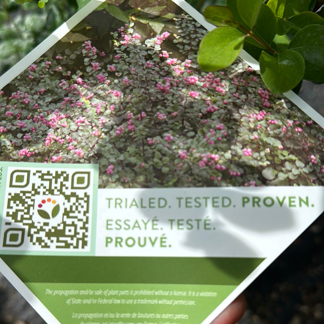 Symphoricarpos 'Proud Berry'  Proven Winner