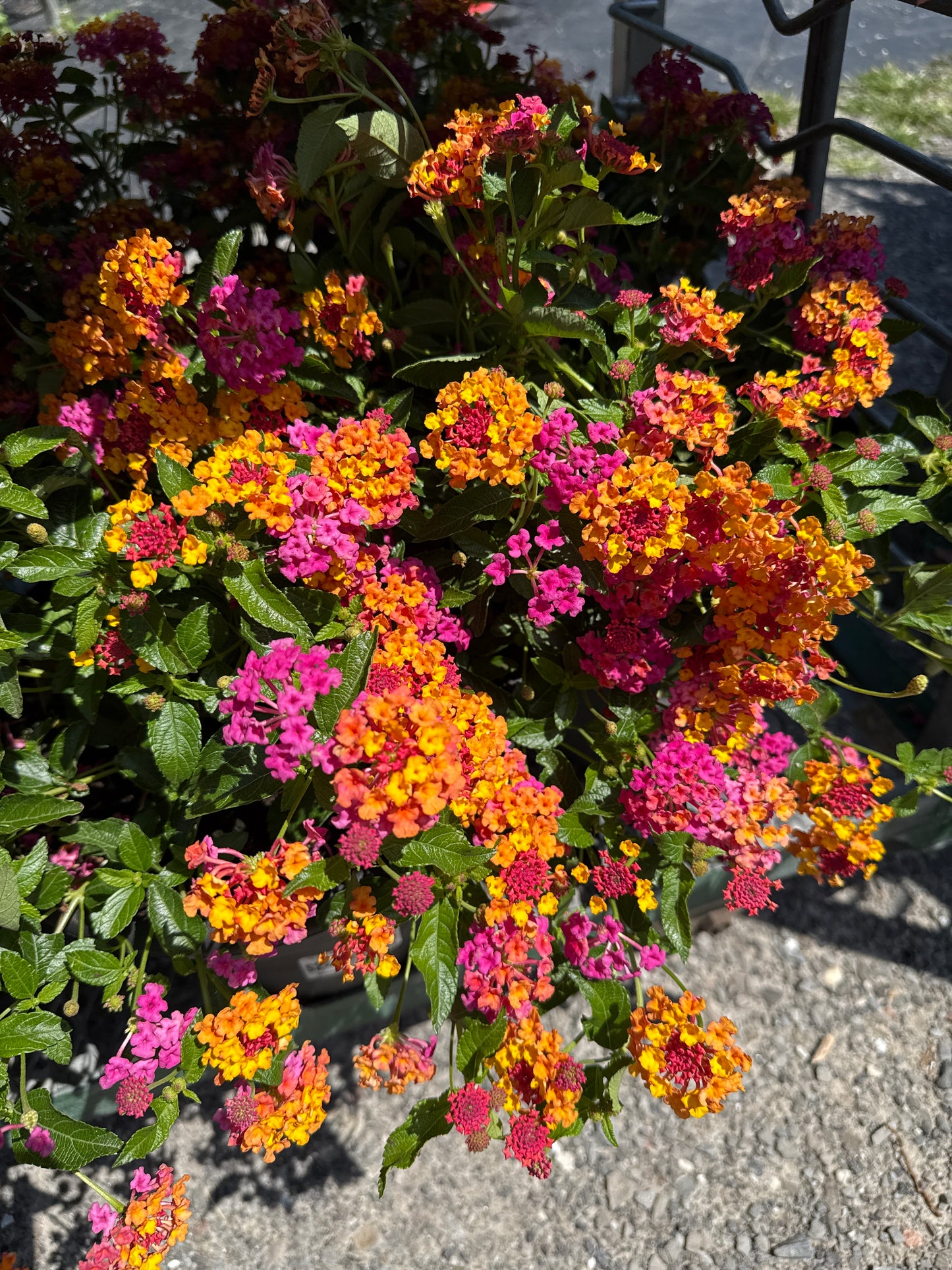 10" One Variety Summer Planters