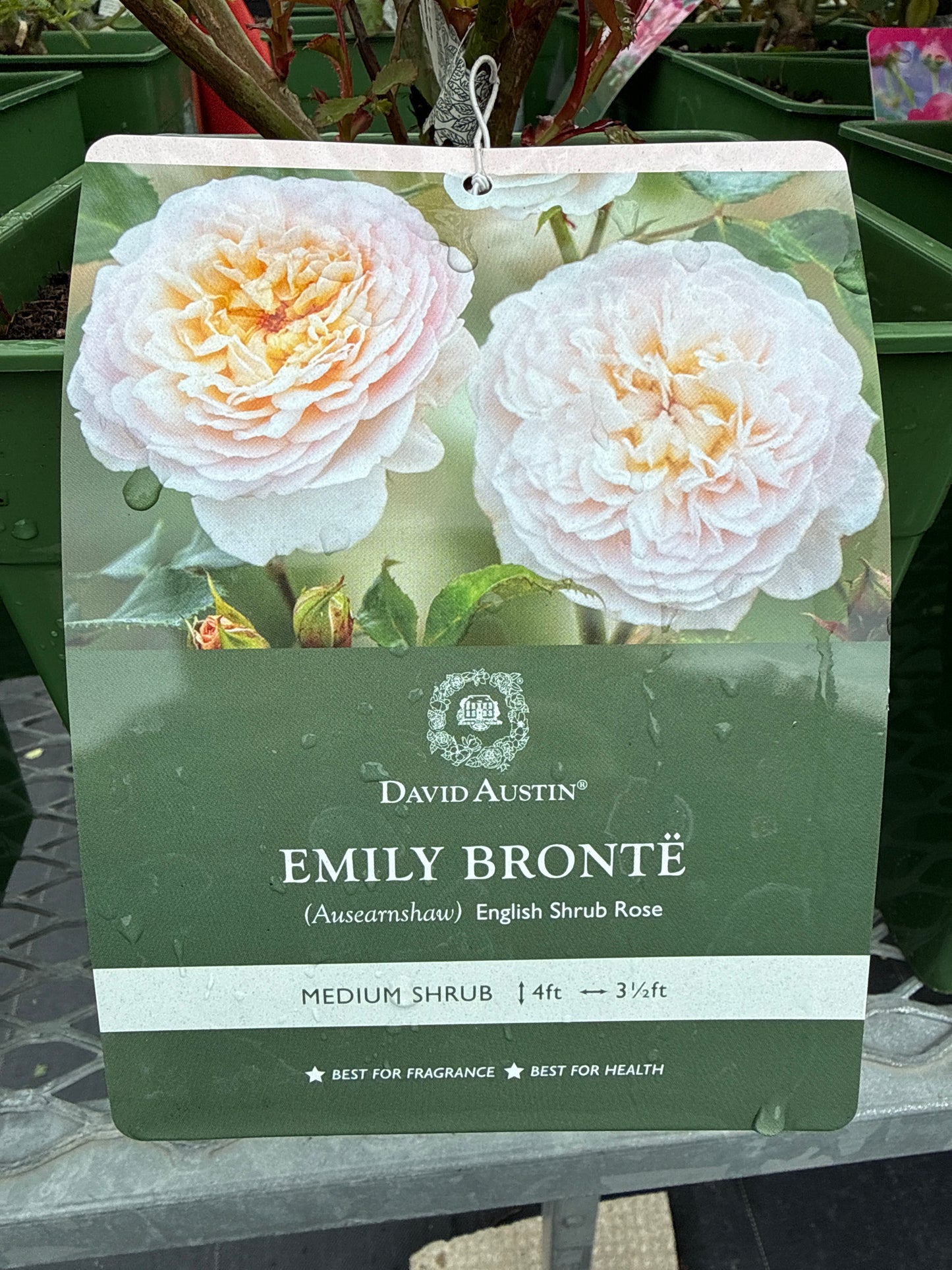 David Austin Rose 'Emily Bronte'