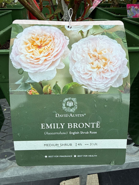 David Austin Rose 'Emily Bronte'