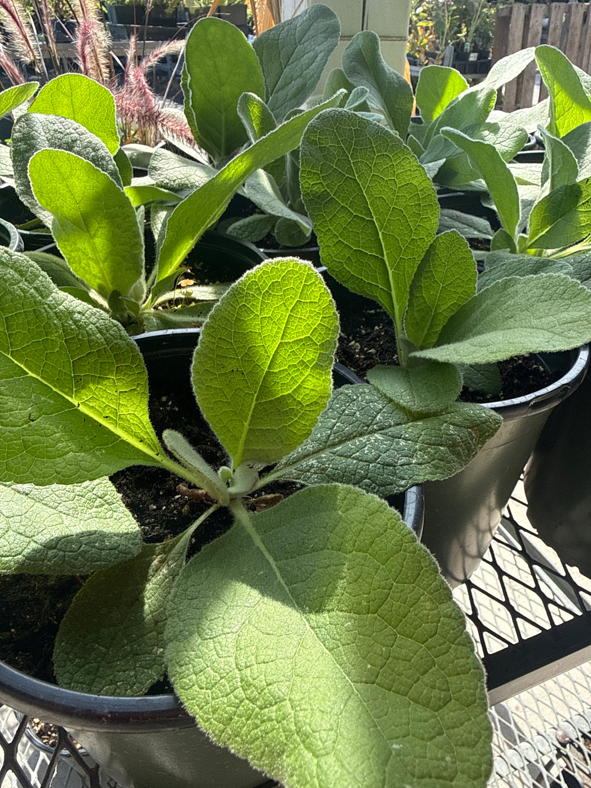 1 Gal Mullein