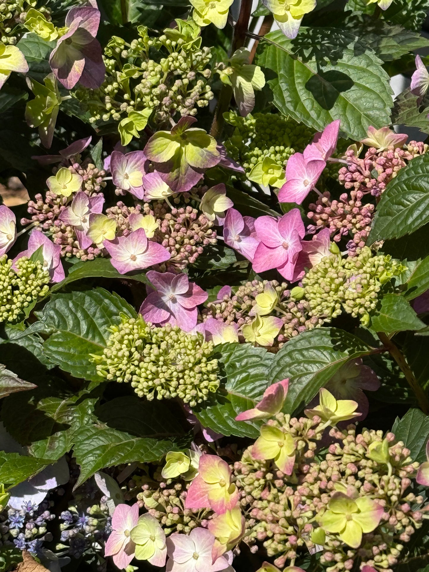'Endless Summer' Hydrangea - Pop Star