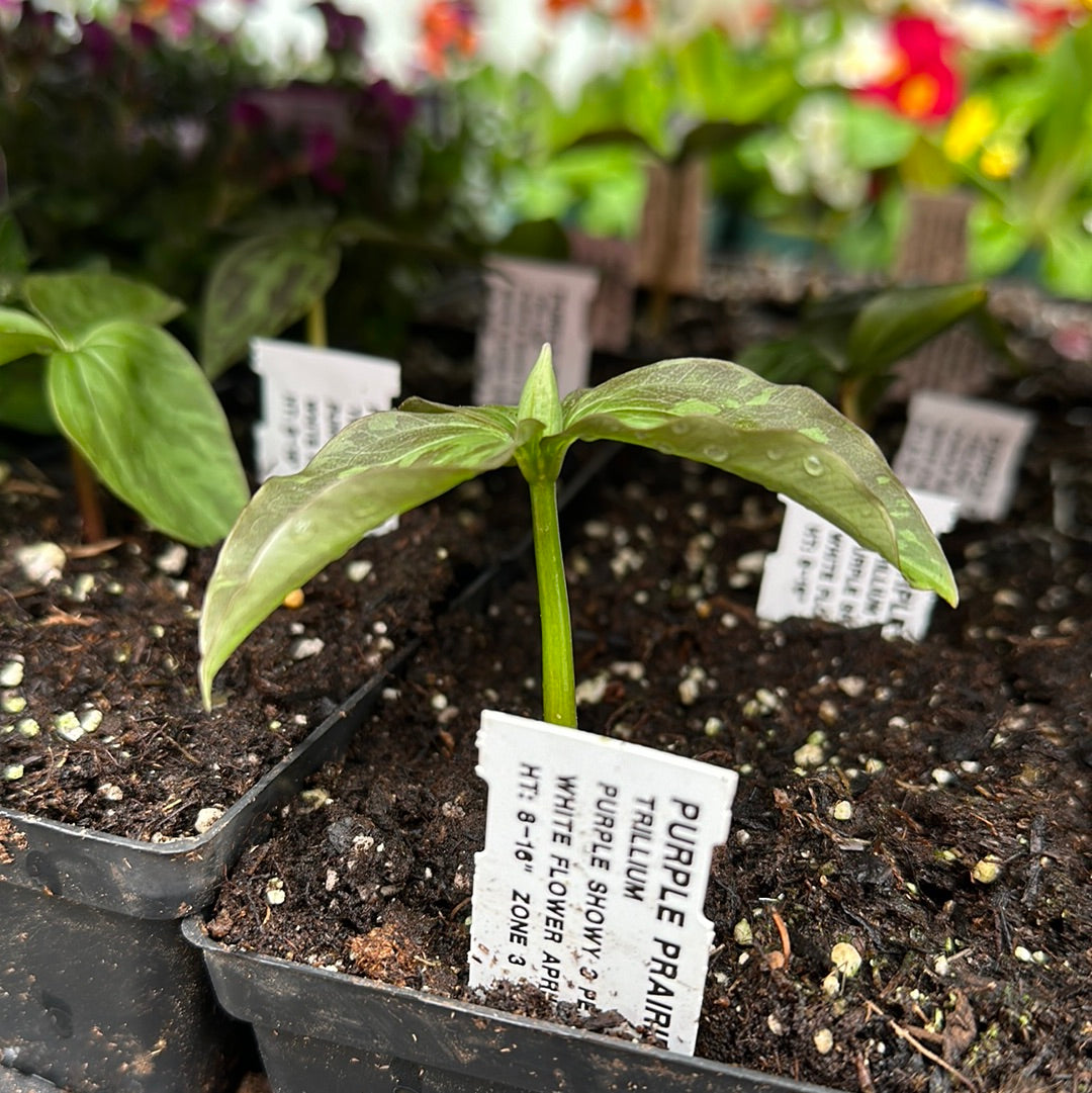 4" Trillium
