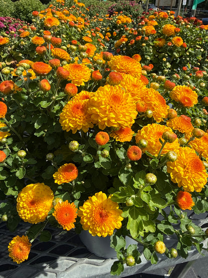 6" Fall Mums