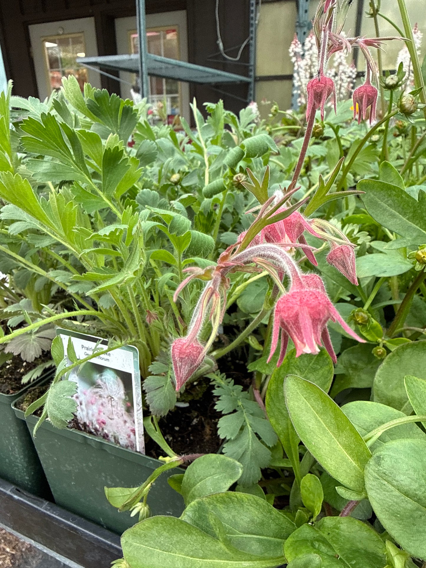 Geum Triflorum 'Prairie Smoke'