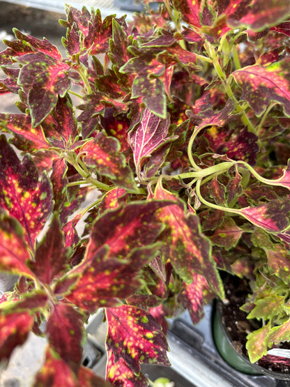 4" Coleus