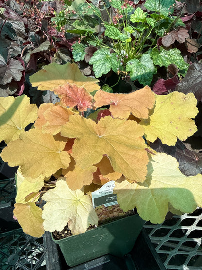 1 Gal Heuchera (Coral Bells)