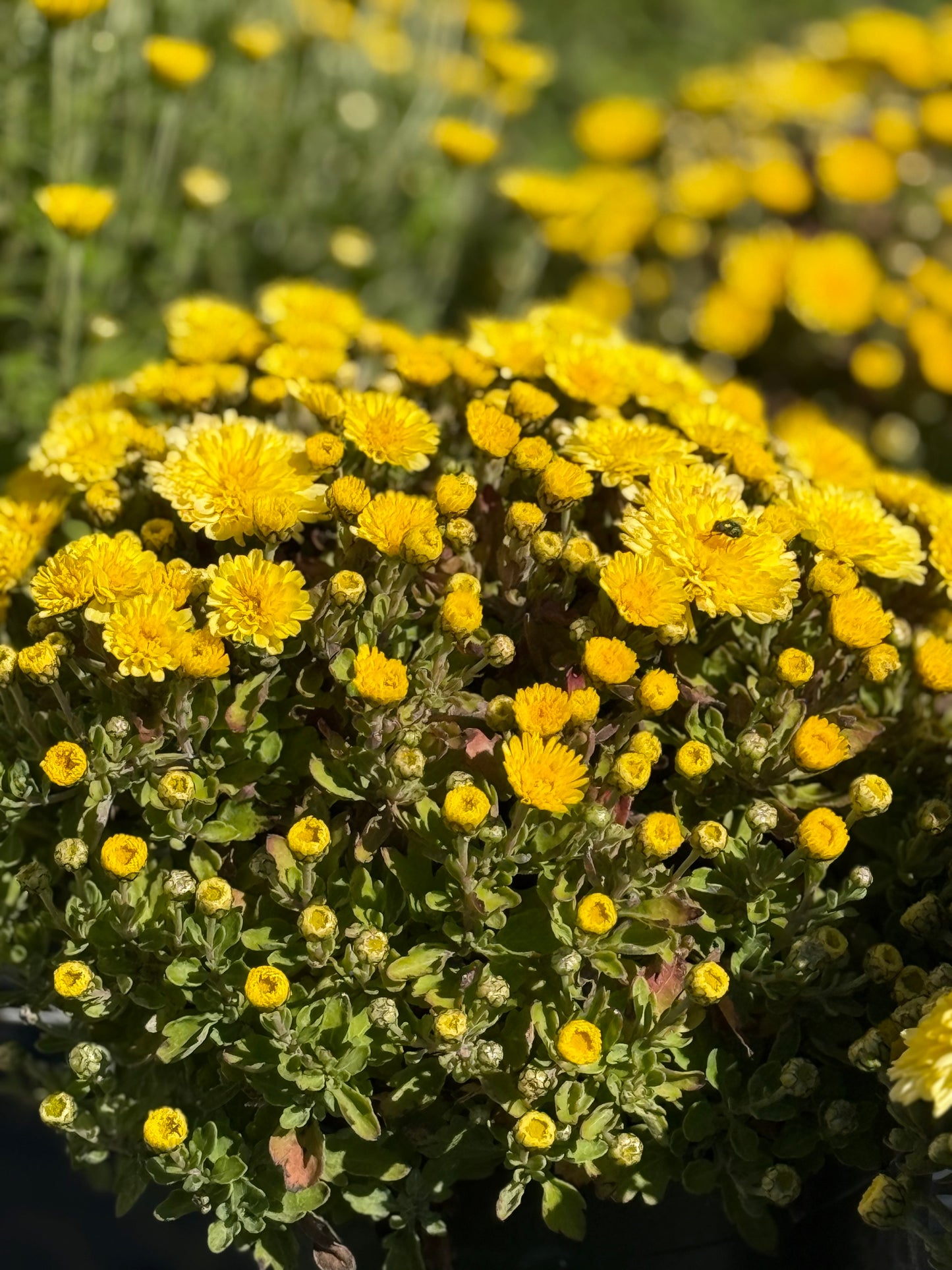 6" Fall Mums