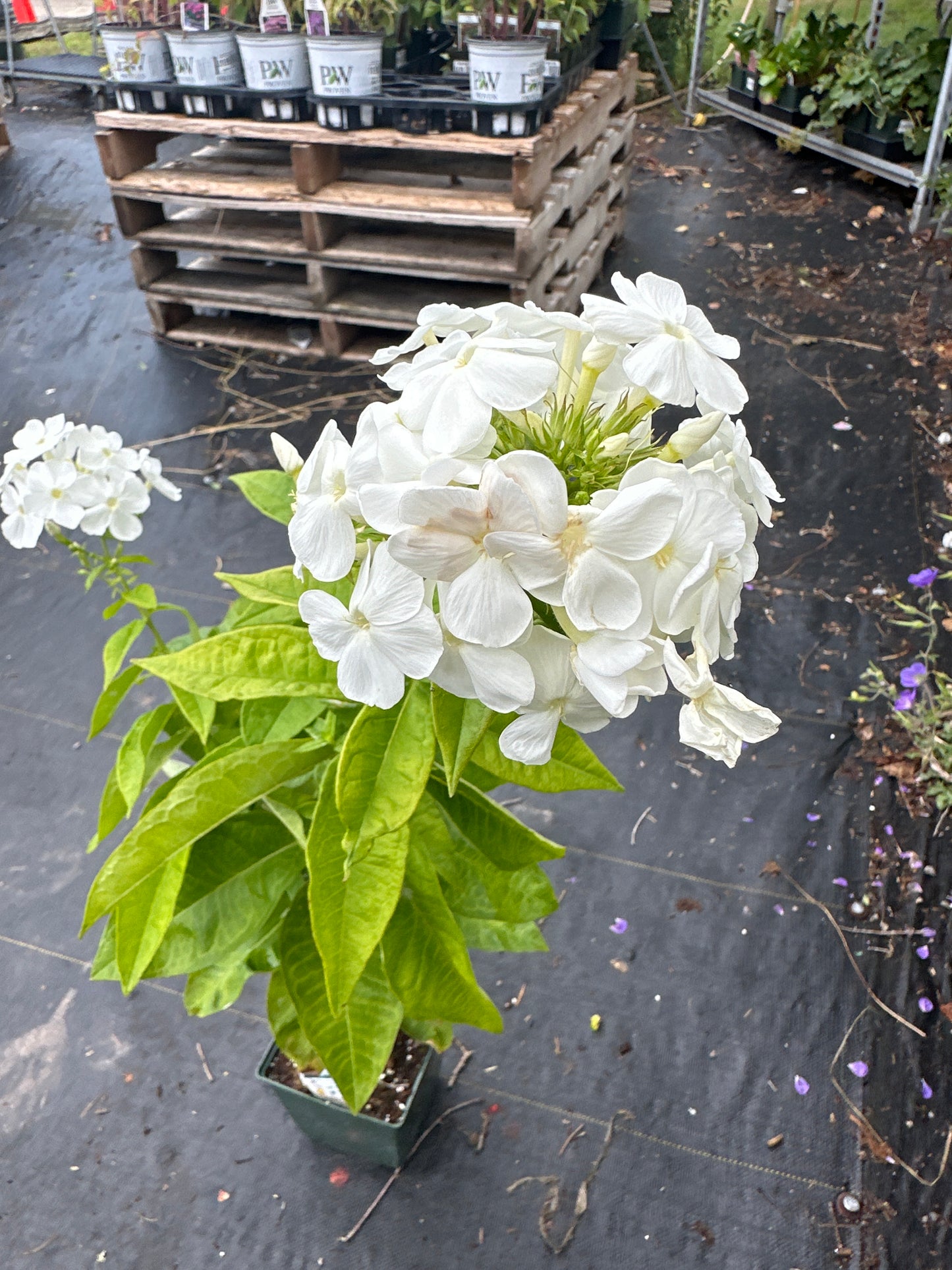 1 Gal Tall/Garden/Summer Phlox