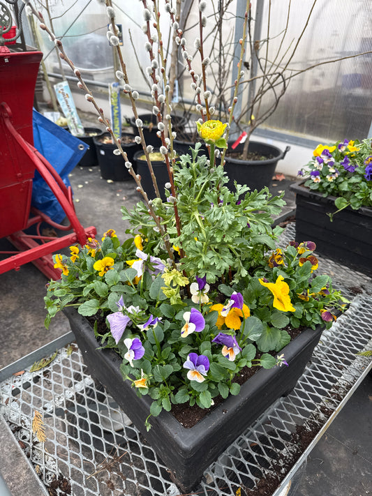CI Assante Management 2026 Custom Planters