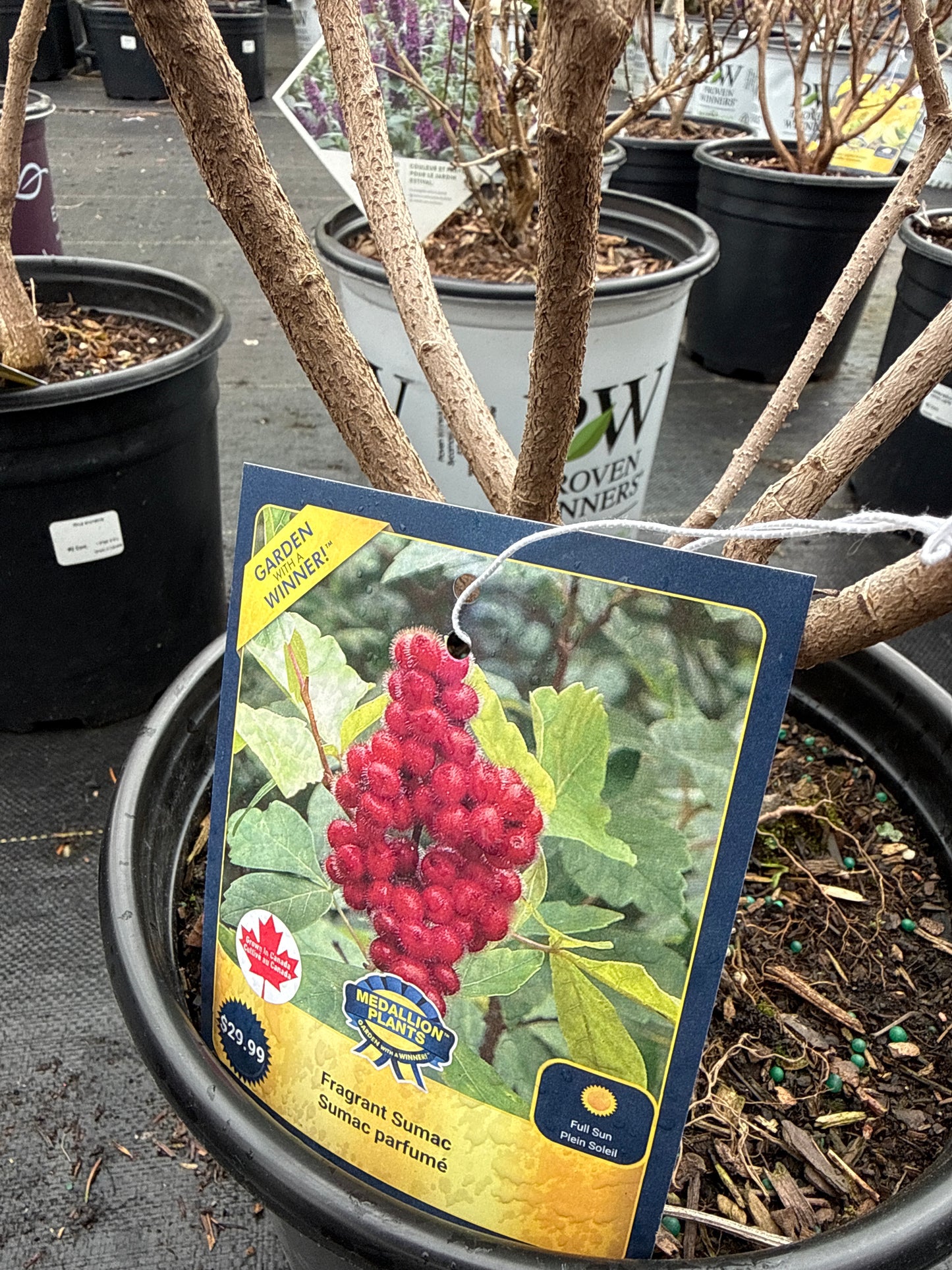 Fragrant Sumac 'Rhus Aromatica'