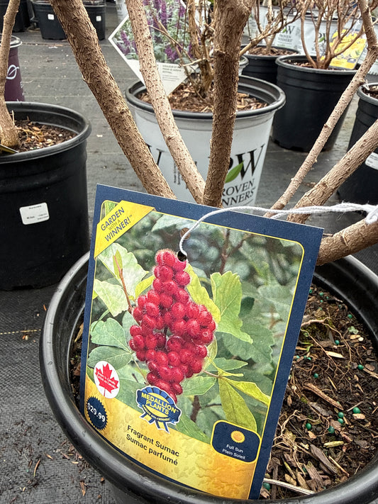 Fragrant Sumac 'Rhus Aromatica'