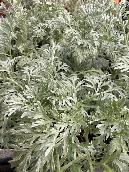 4" Artemisia