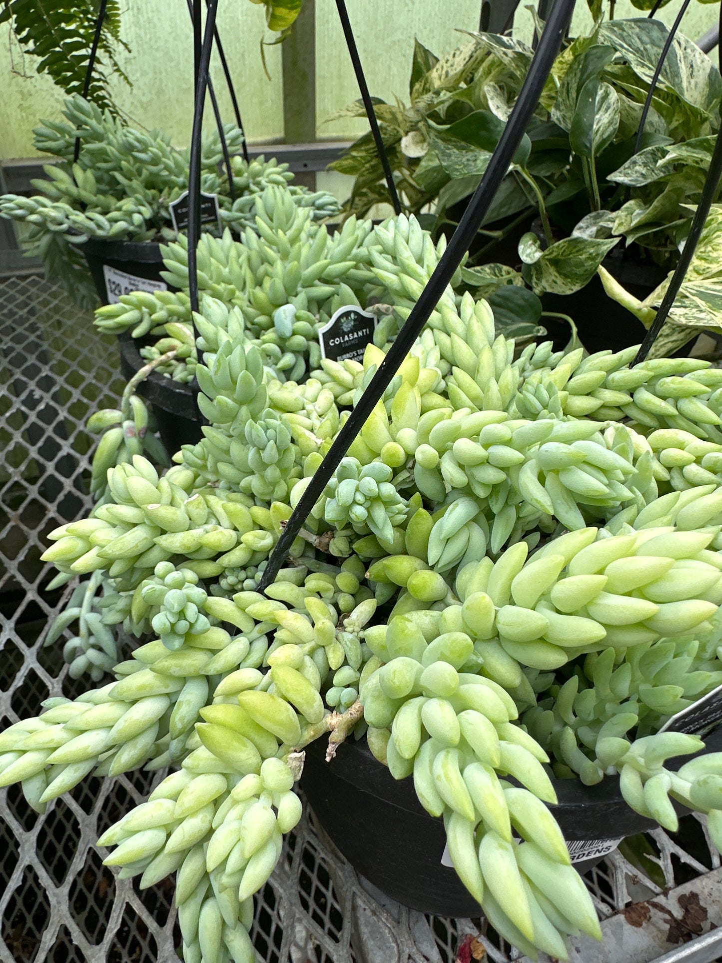 6" Succulent Burro's Tail Hanging Basket