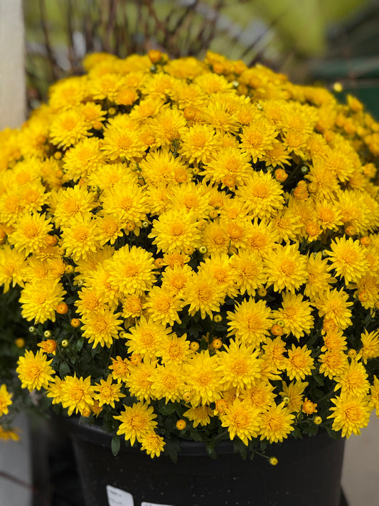 Fall Mum - 10" Porch Pot