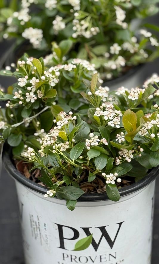 Low Scape Mound Chokeberry 'Aronia'