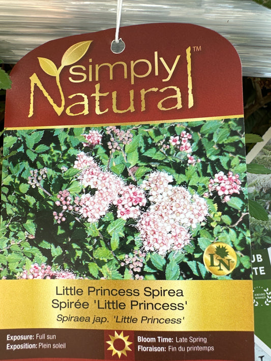 3 Gal Little Princess Spirea