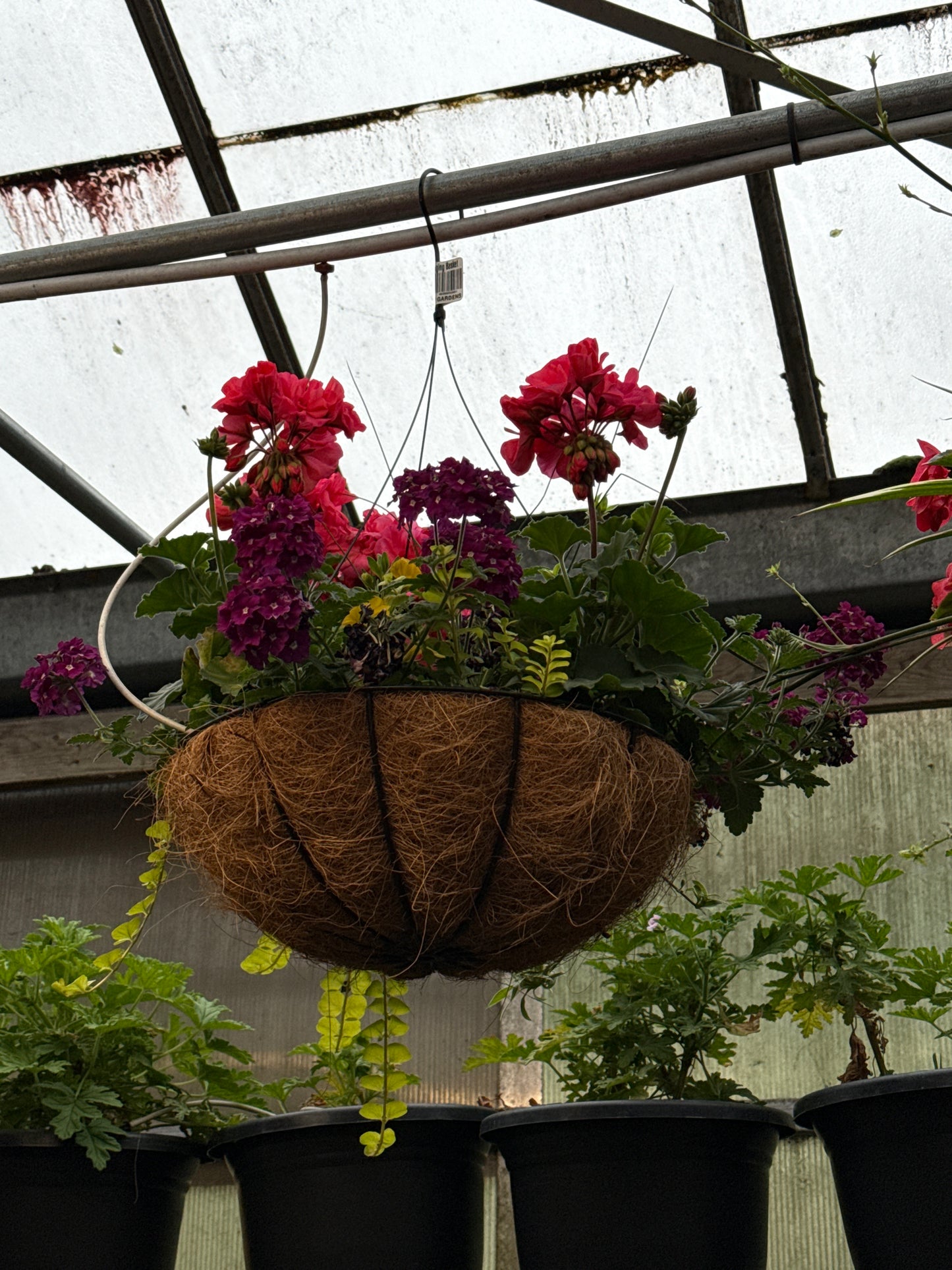 14" Coco Hanging Basket