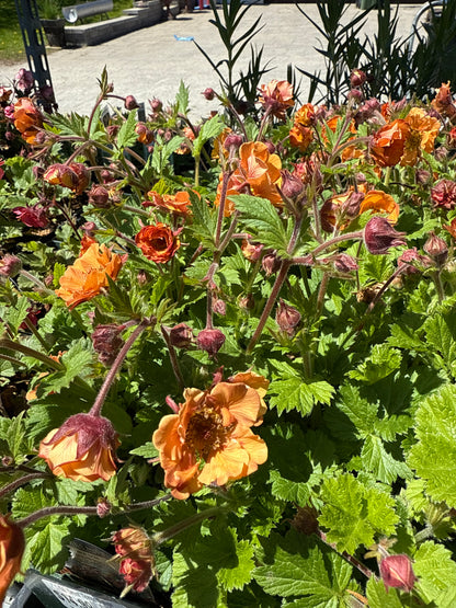 1 Gal 'Geum'