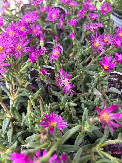 Ice Plant 'Delosperma'