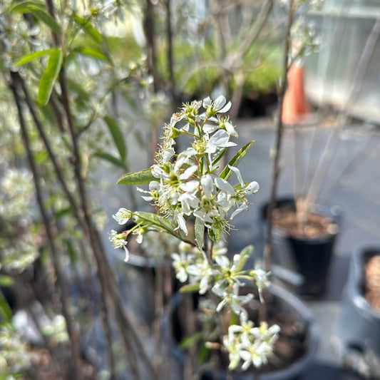 Rainbow Pillar Serviceberry