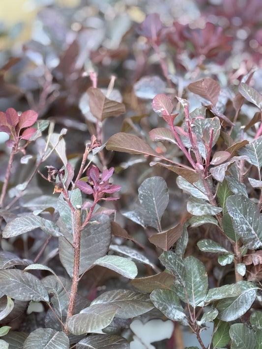 Winecraft Black Smokebush