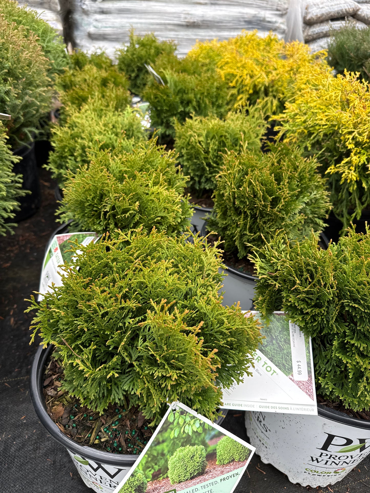 'Tater Tot' Globe Cedar