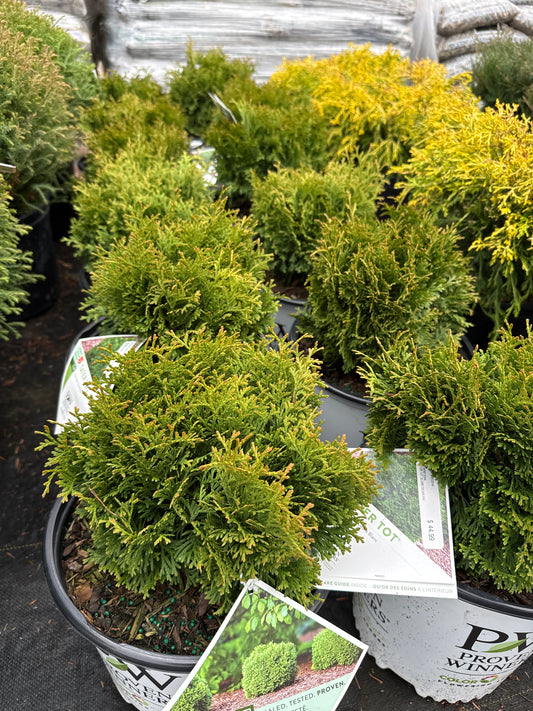 'Tater Tot' Globe Cedar
