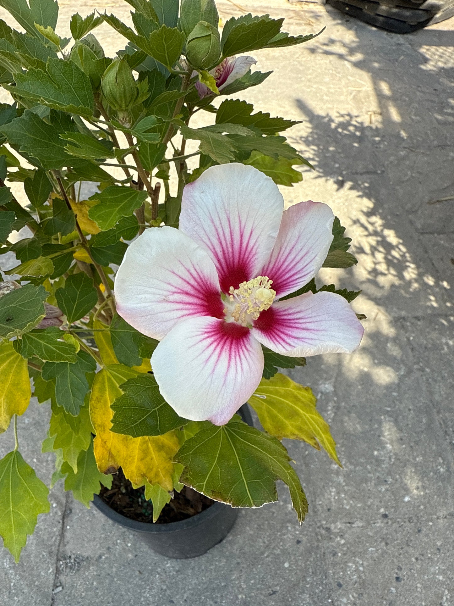 Paraplu Rose of Sharon - Proven Winners