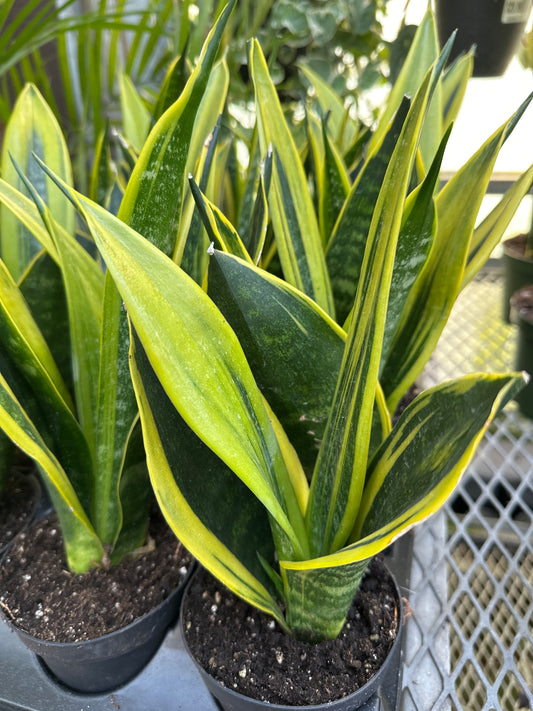 Snake Plant 'Sanseveria' Gold Flame